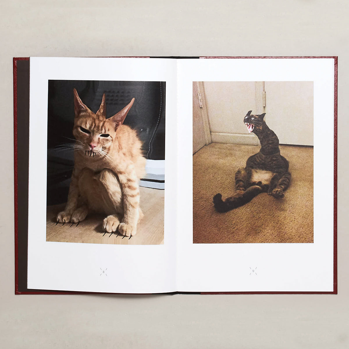 Very charming animals: cats