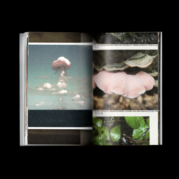 Pyrocumulus : un atlas de champignons