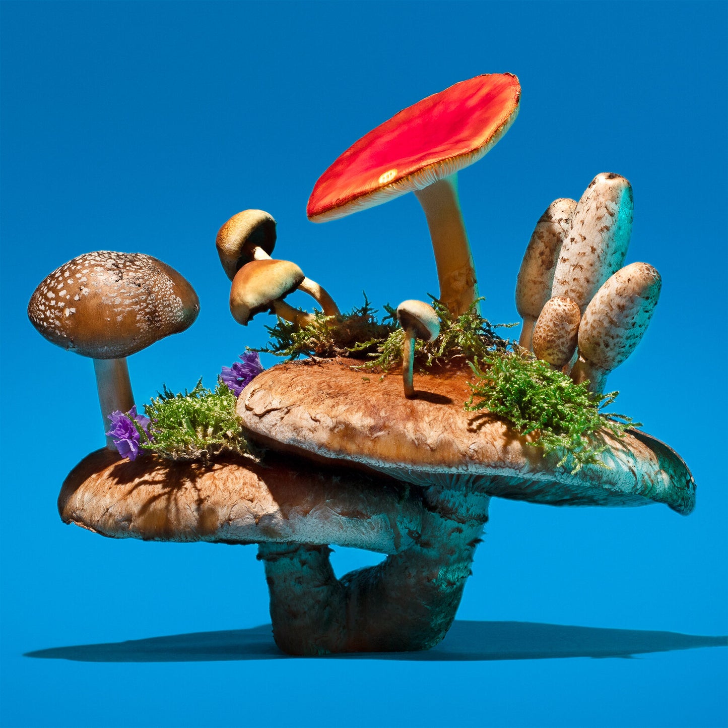 Mushrooms and friends zine 2