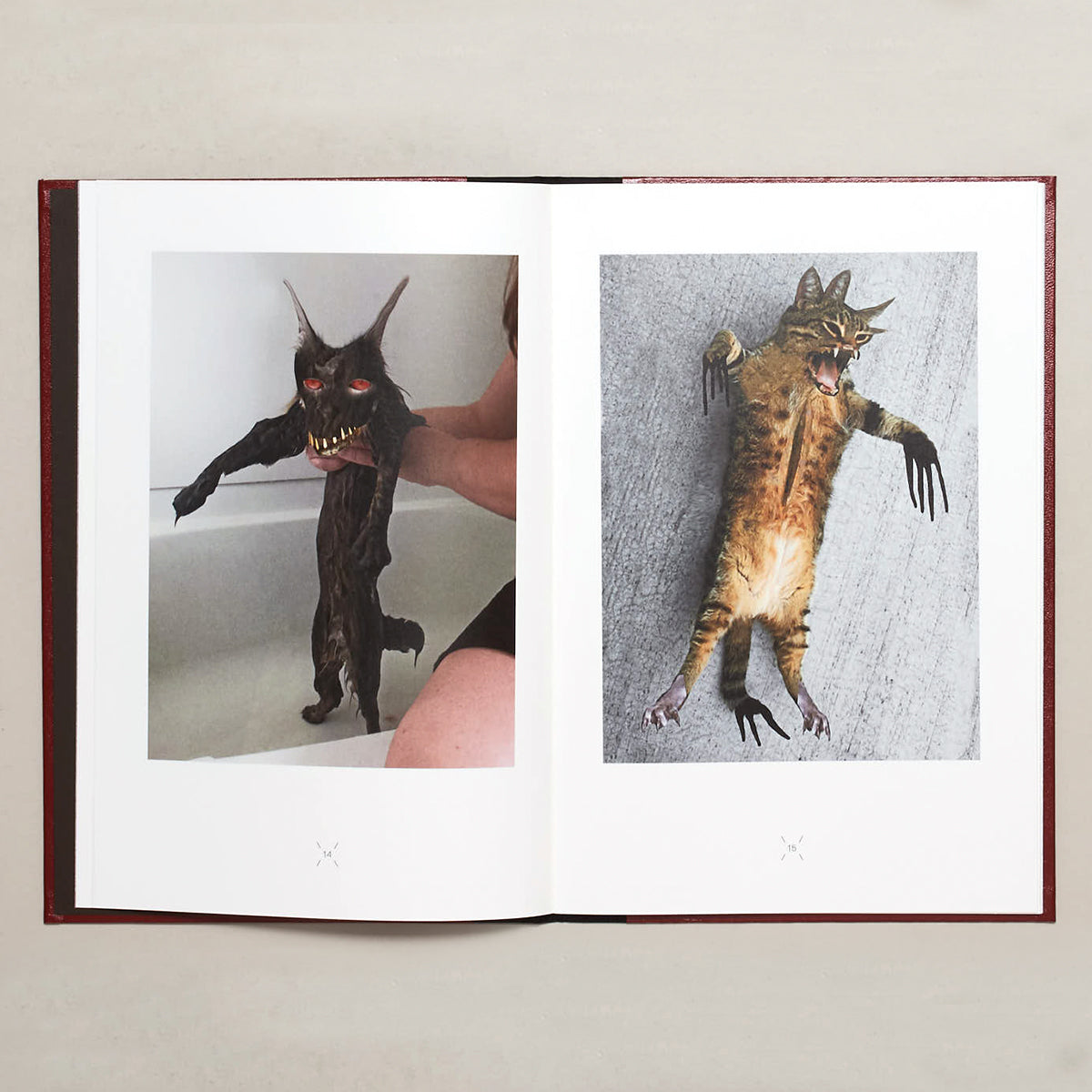 Very charming animals: cats