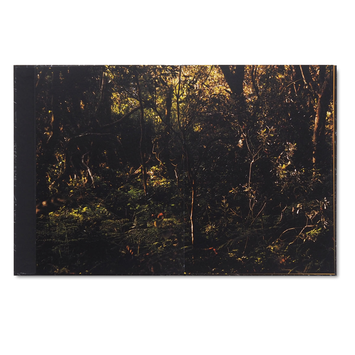 The moon belongs to everyone