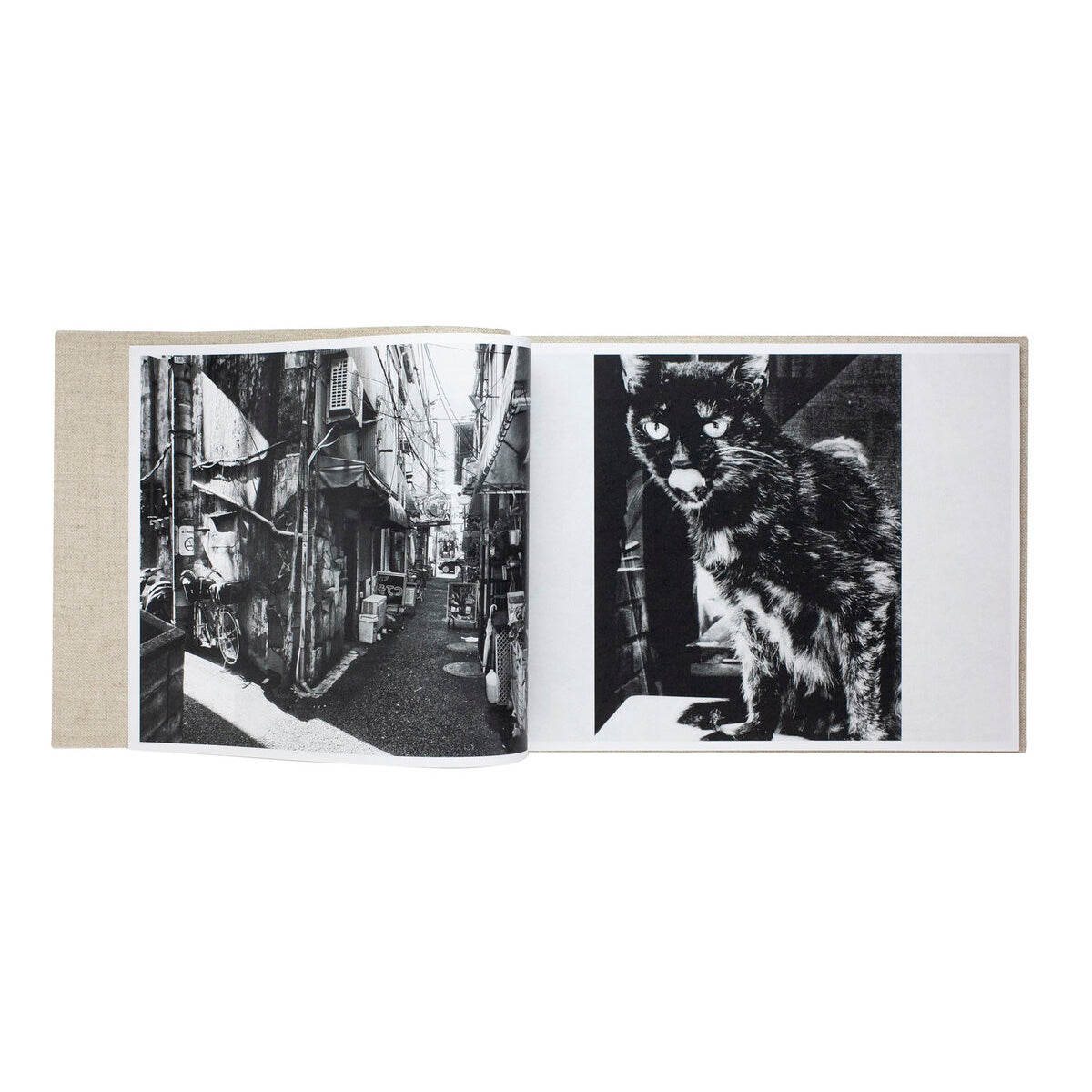 Stray cats (signed and numbered)