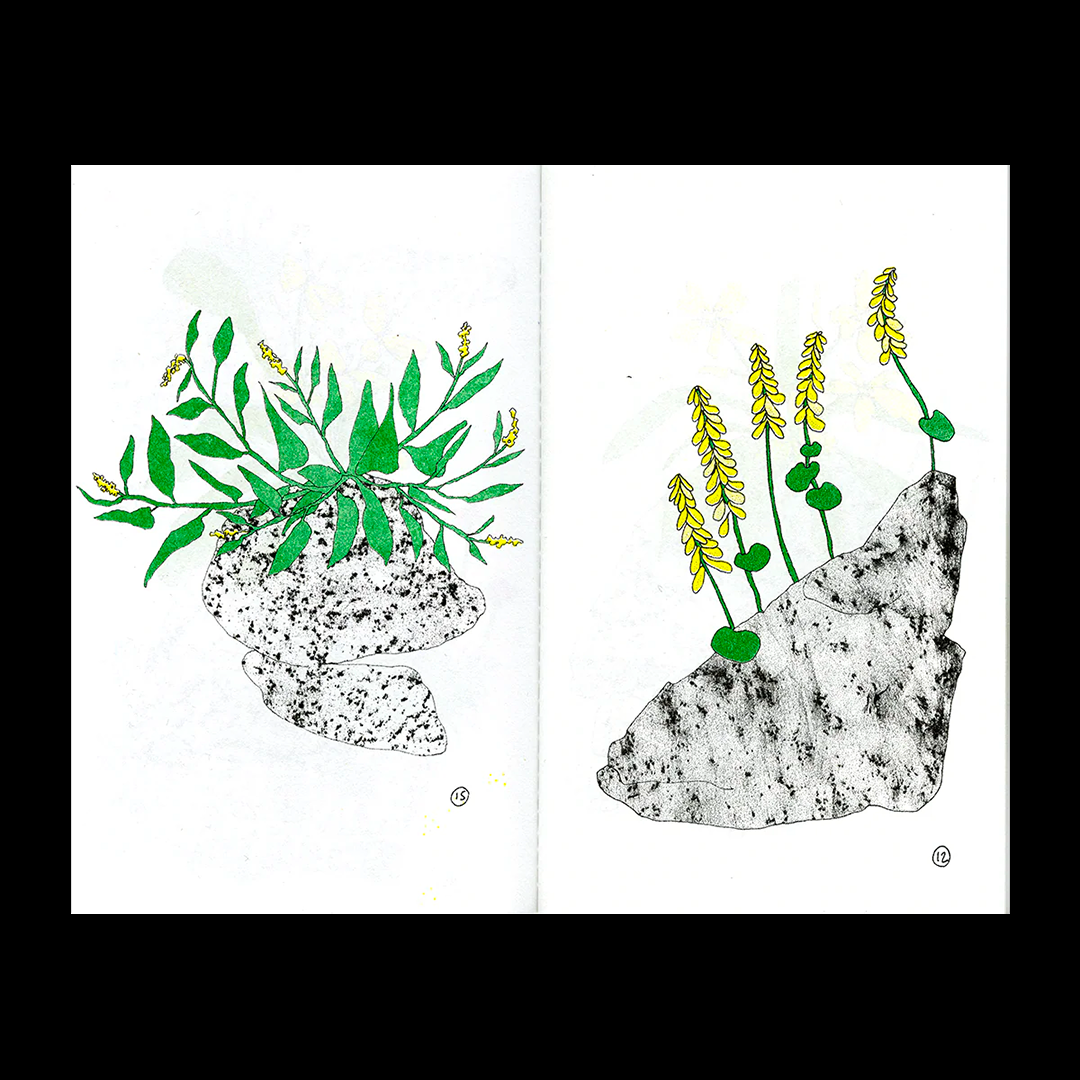 Pierre et fleur - Zine