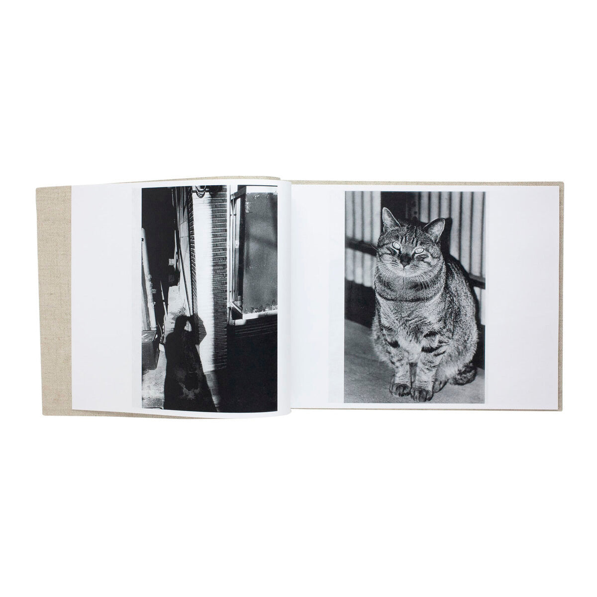 Stray cats (signed and numbered)