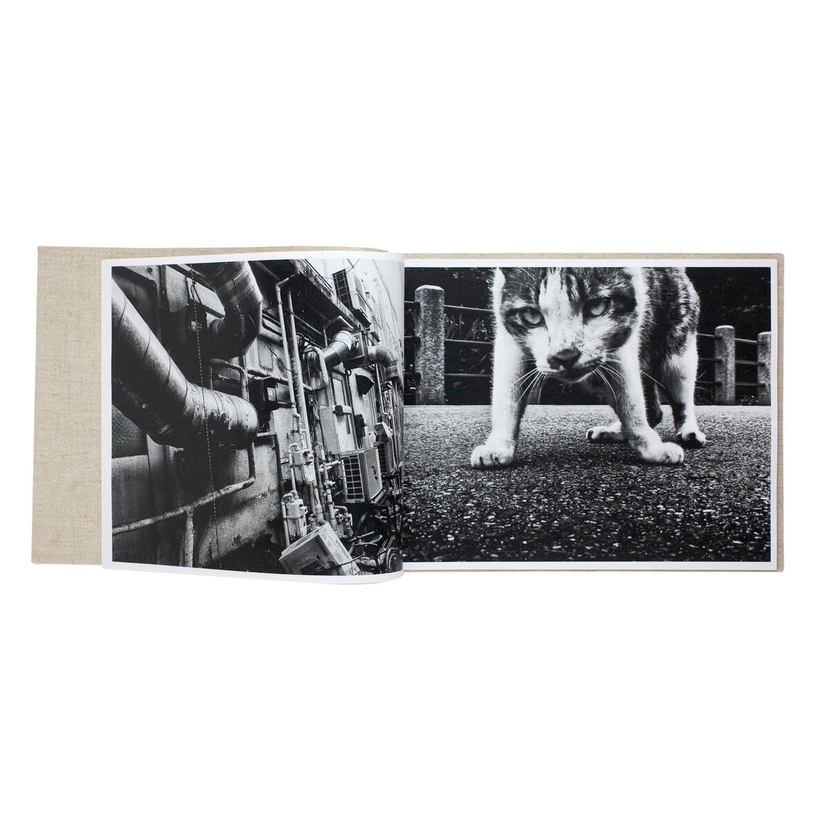 Stray cats (signed and numbered)