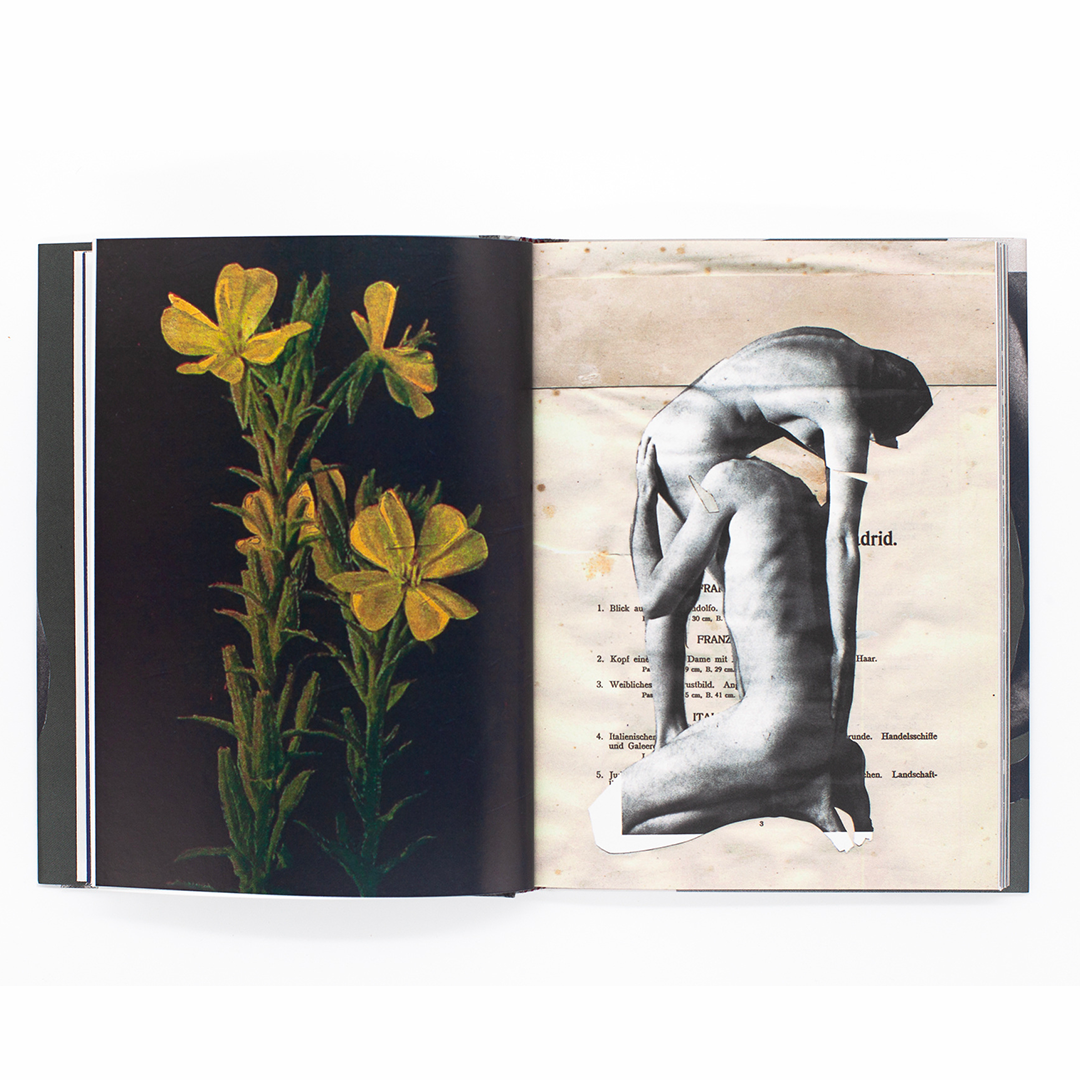 Wild Flowers