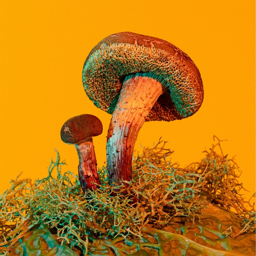 Mushrooms and friends zine 2