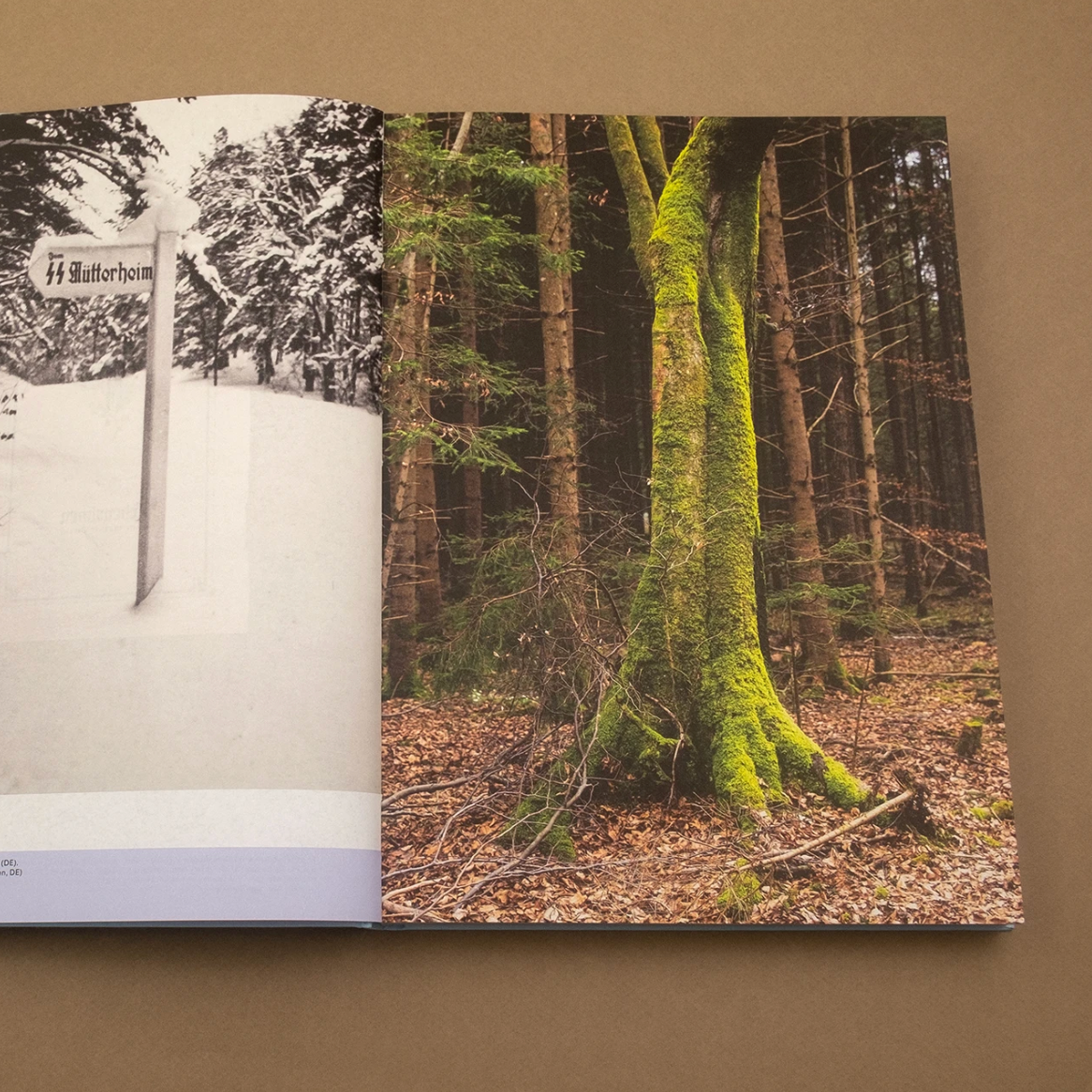 Lebensborn — birth politics in the third reich