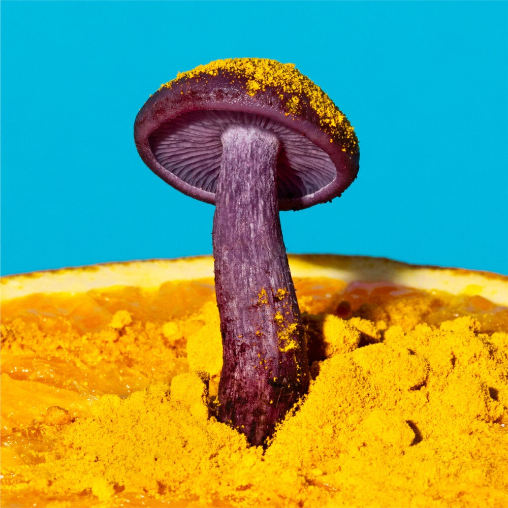 Mushrooms and friends zine 2