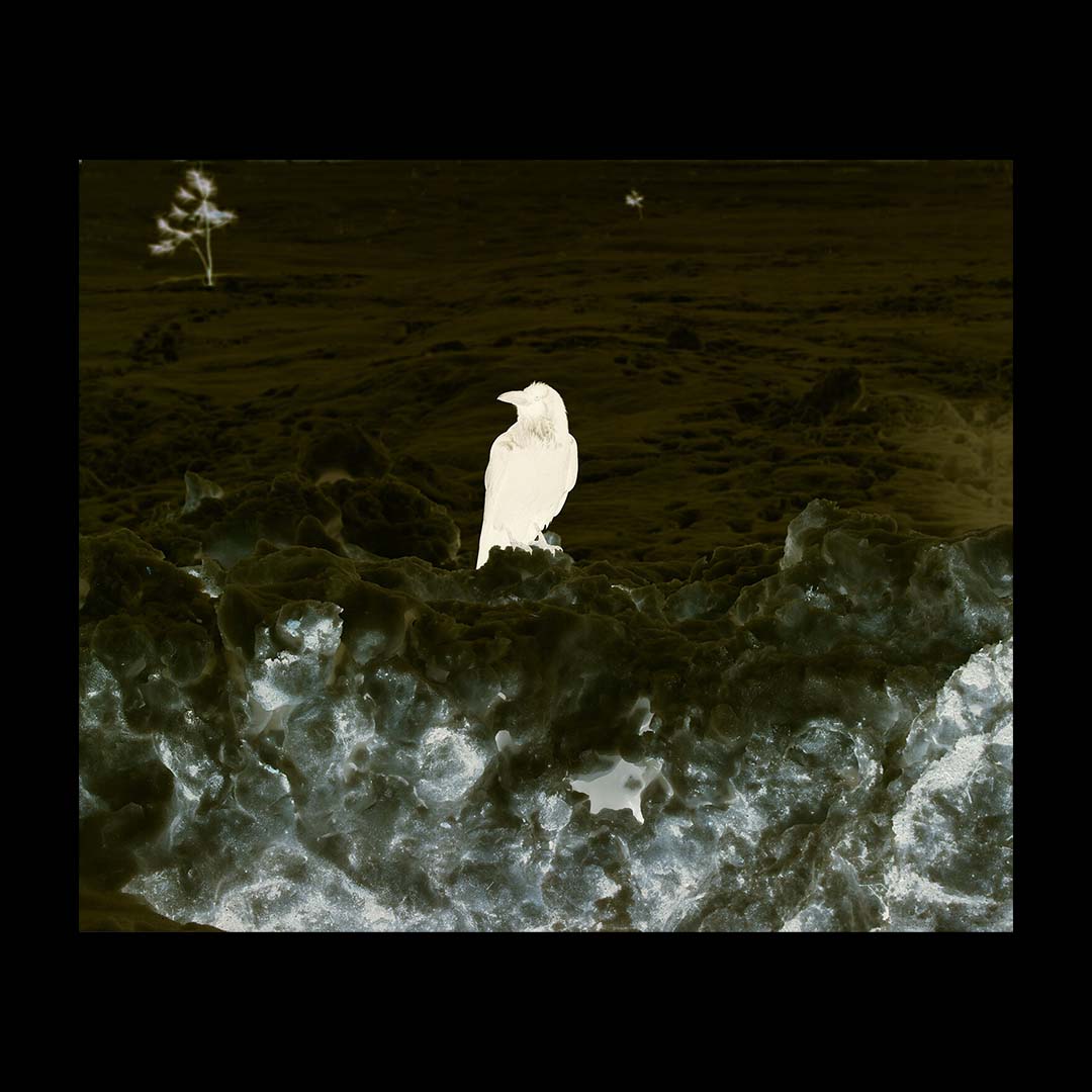 Richard Misrach Notations /anglais