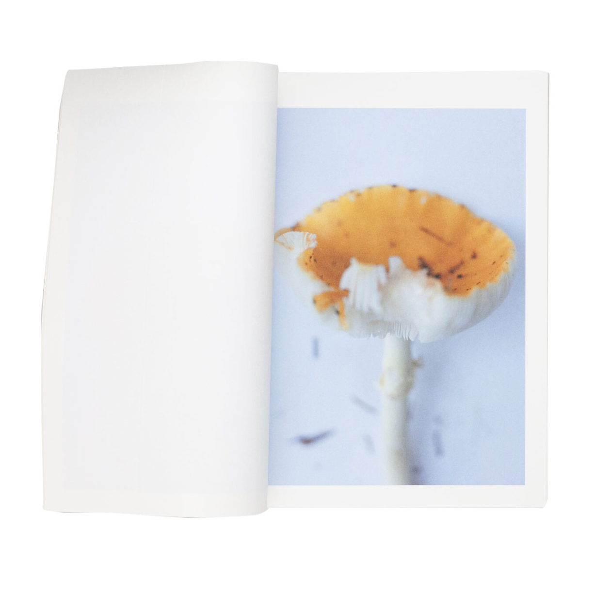 Islands, islets, and their mushrooms