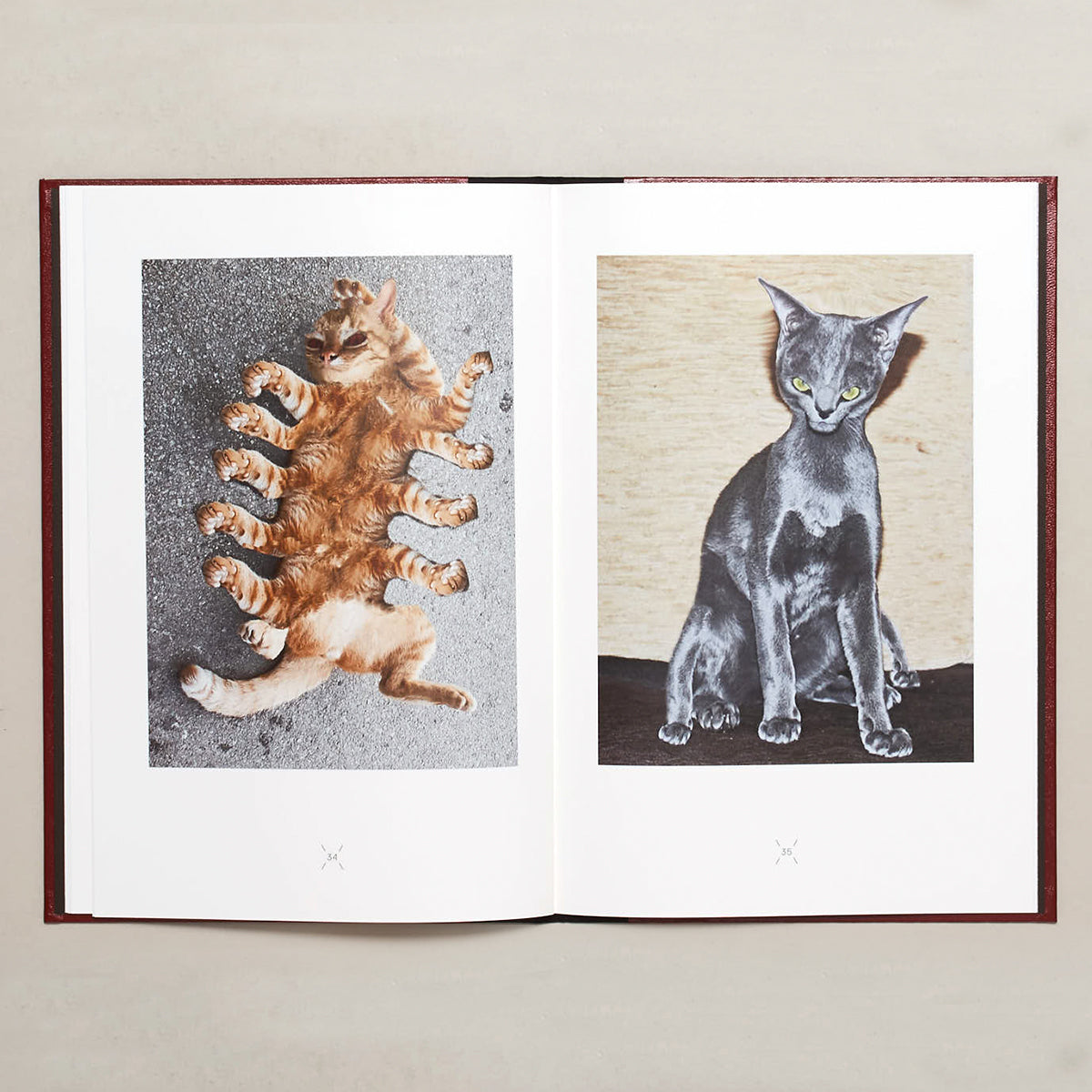 Very charming animals: cats