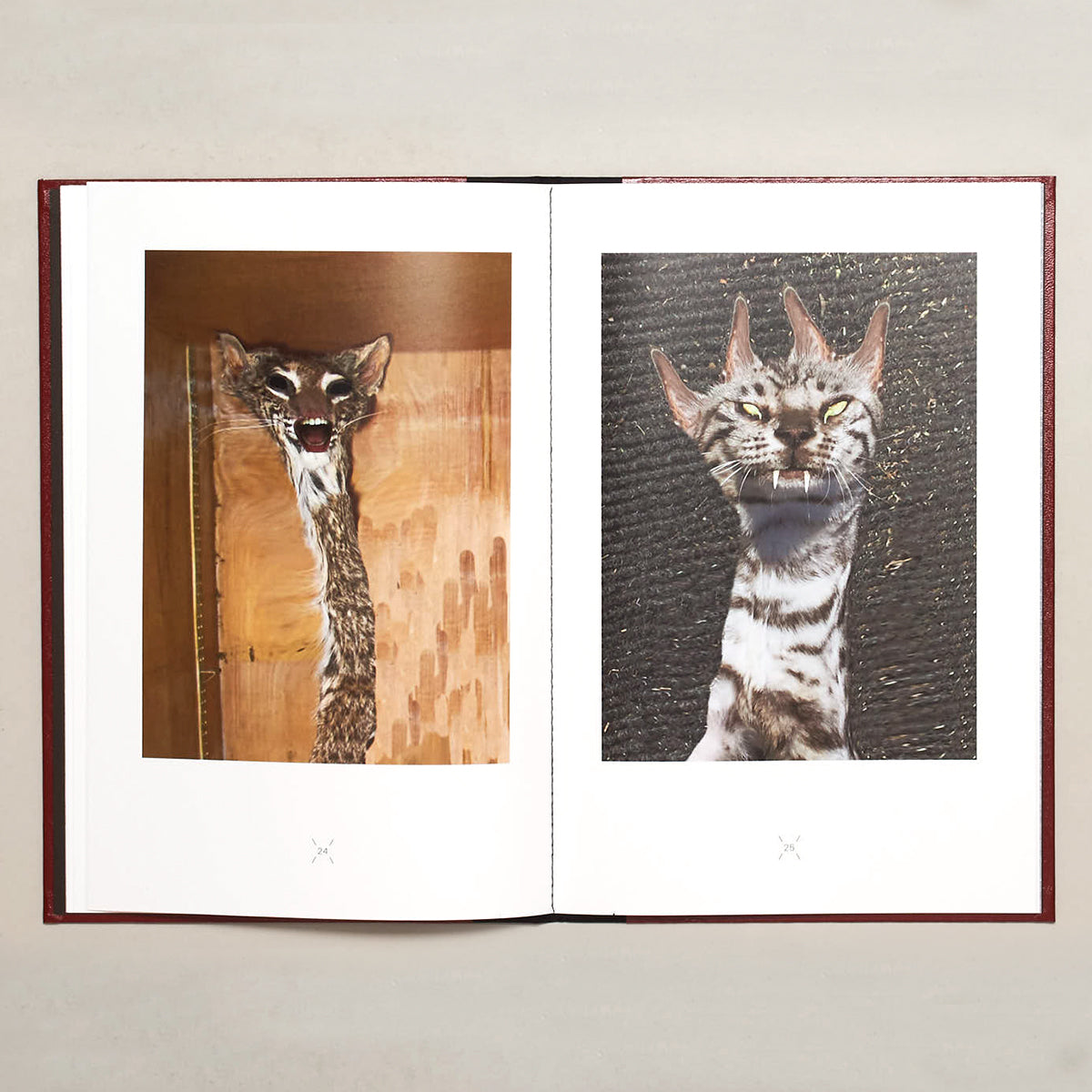 Very charming animals: cats