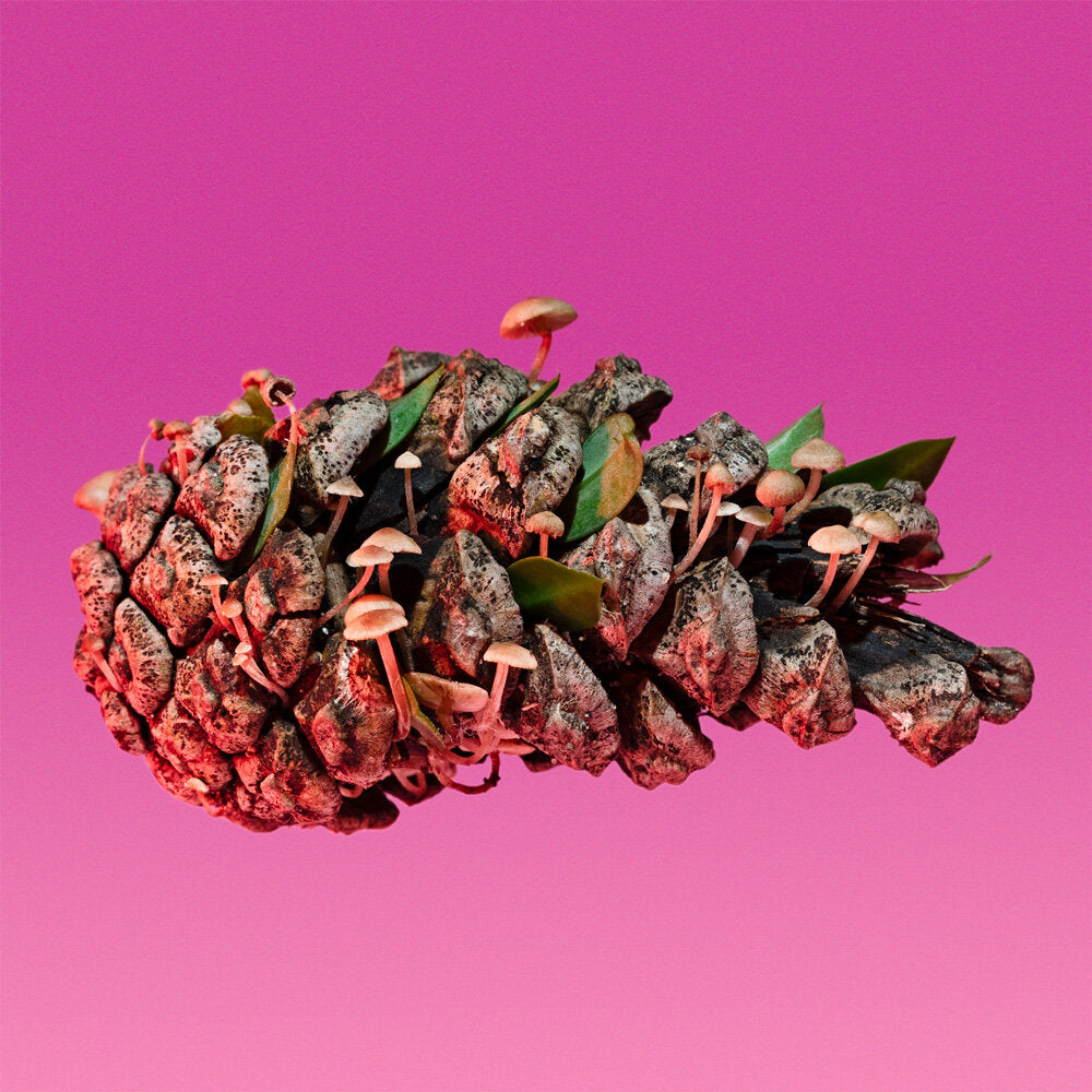 Mushrooms and friends zine 2