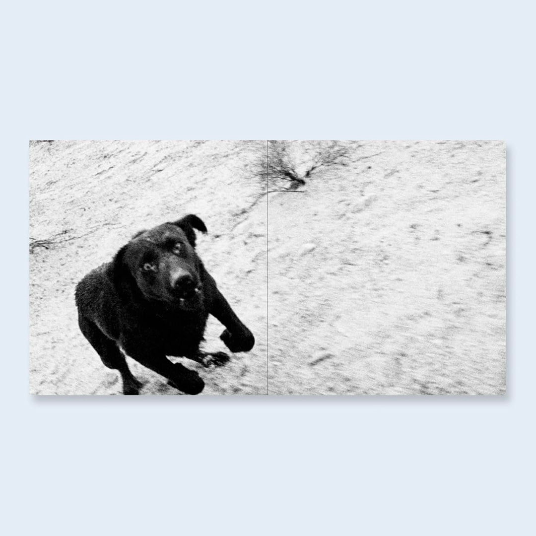 Dogs Chasing My Car in the Desert