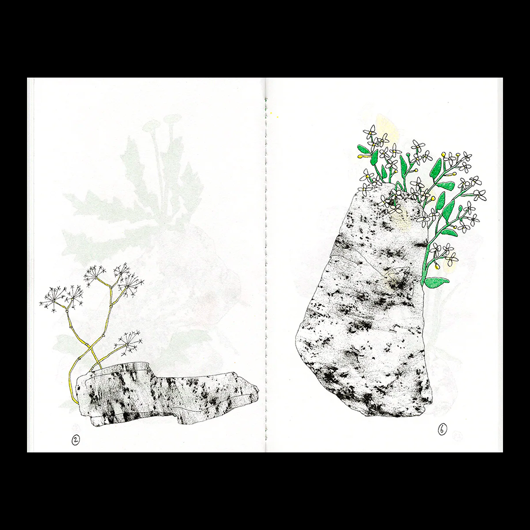 Pierre et fleur - Zine