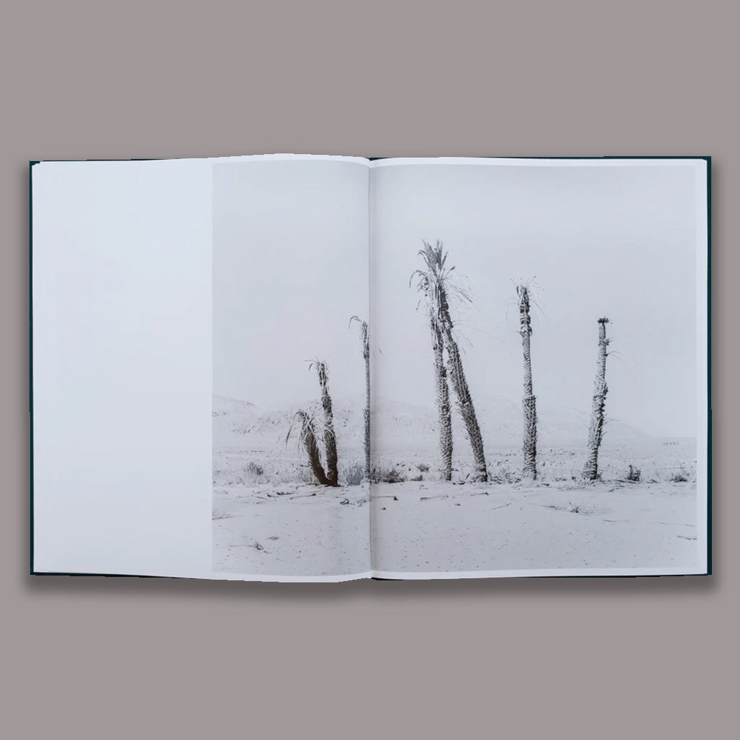 Sybren Vanoverbergen Conference of the Birds /anglais