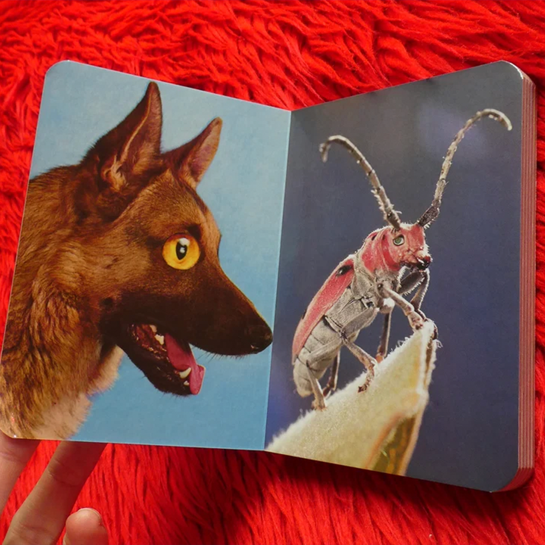 Various Animals