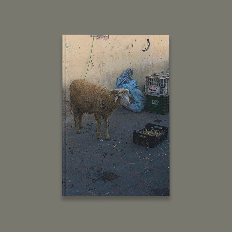 Mama's Boy - Diaspora