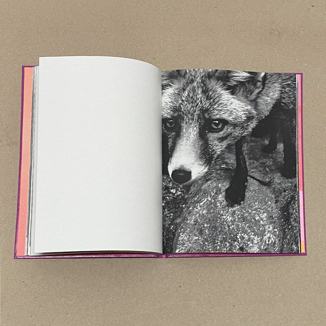 Anima - encounters with wild animals in Portugal