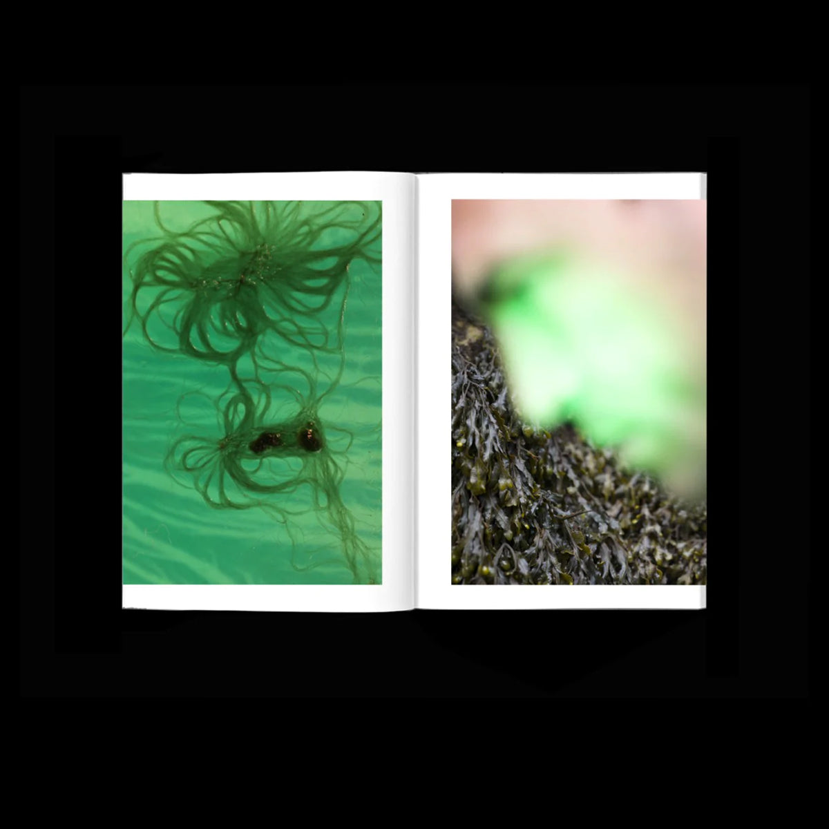 Cursed algae, a sea of tears