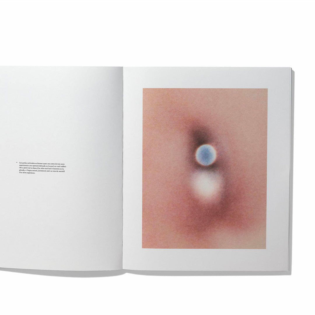 Anatomy of an oyster