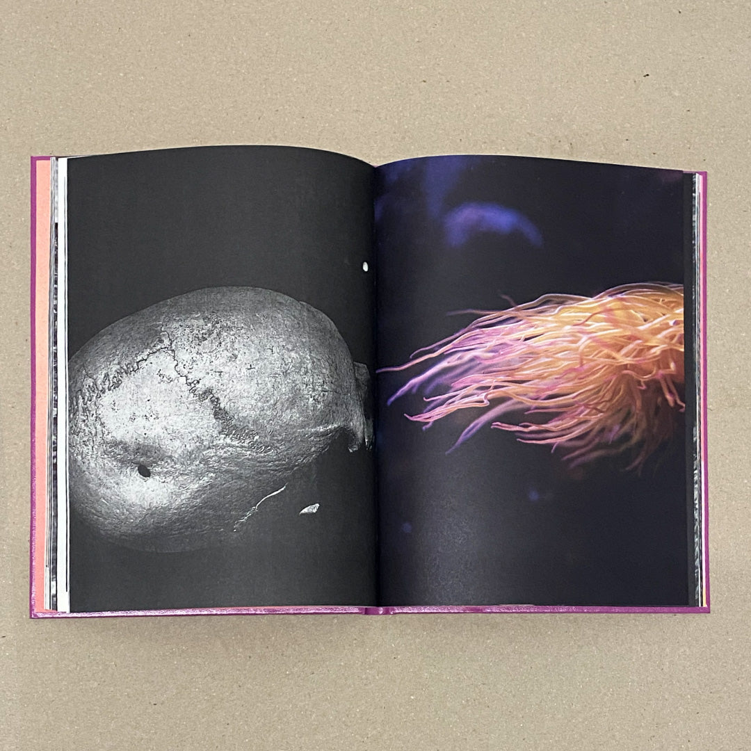 Anima - encounters with wild animals in Portugal