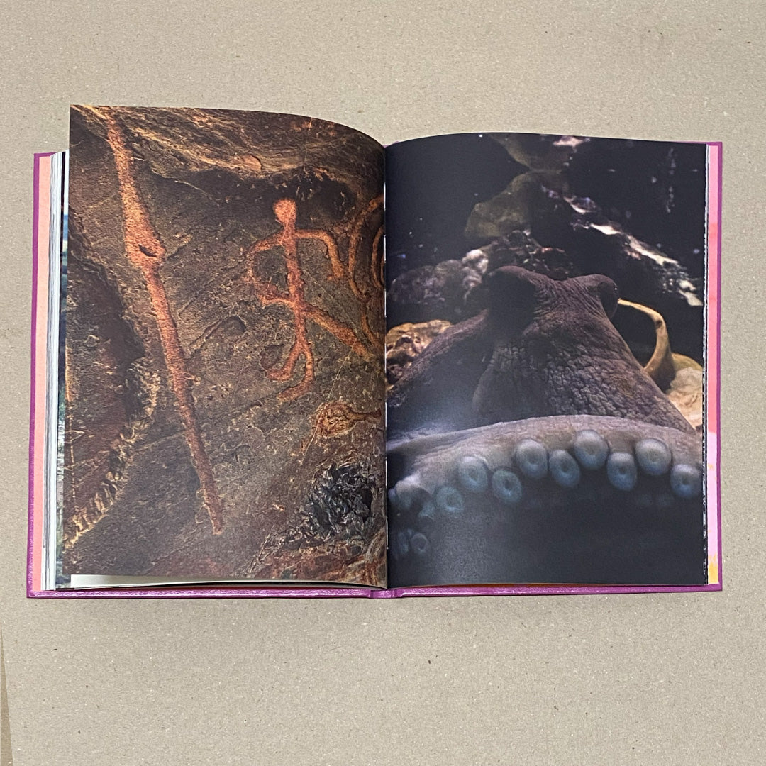 Anima - encounters with wild animals in Portugal