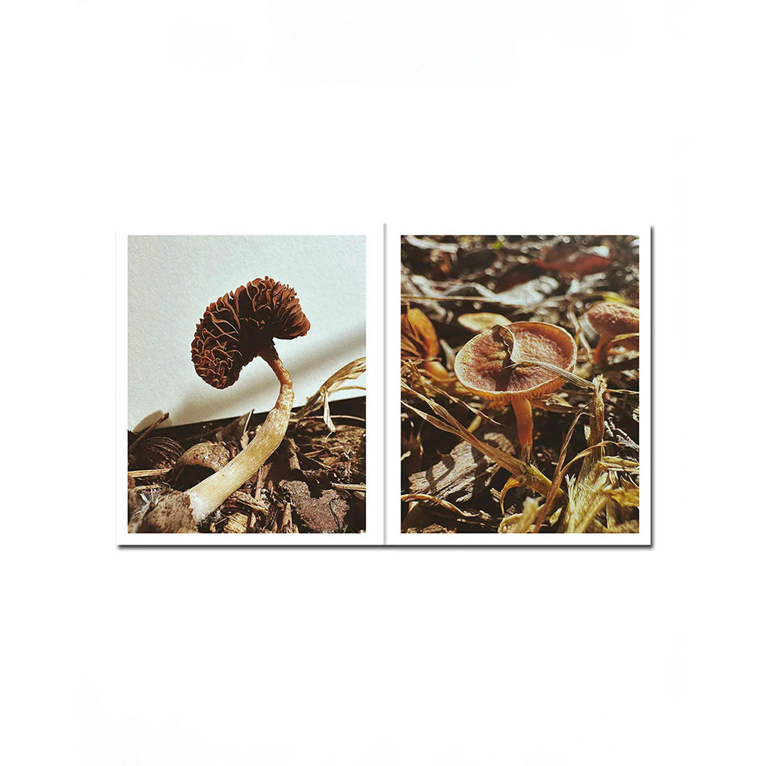 Fruiting Bodies