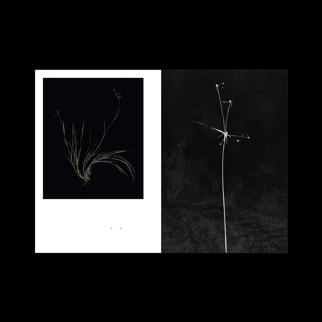 L’Herbe aux yeux bleus