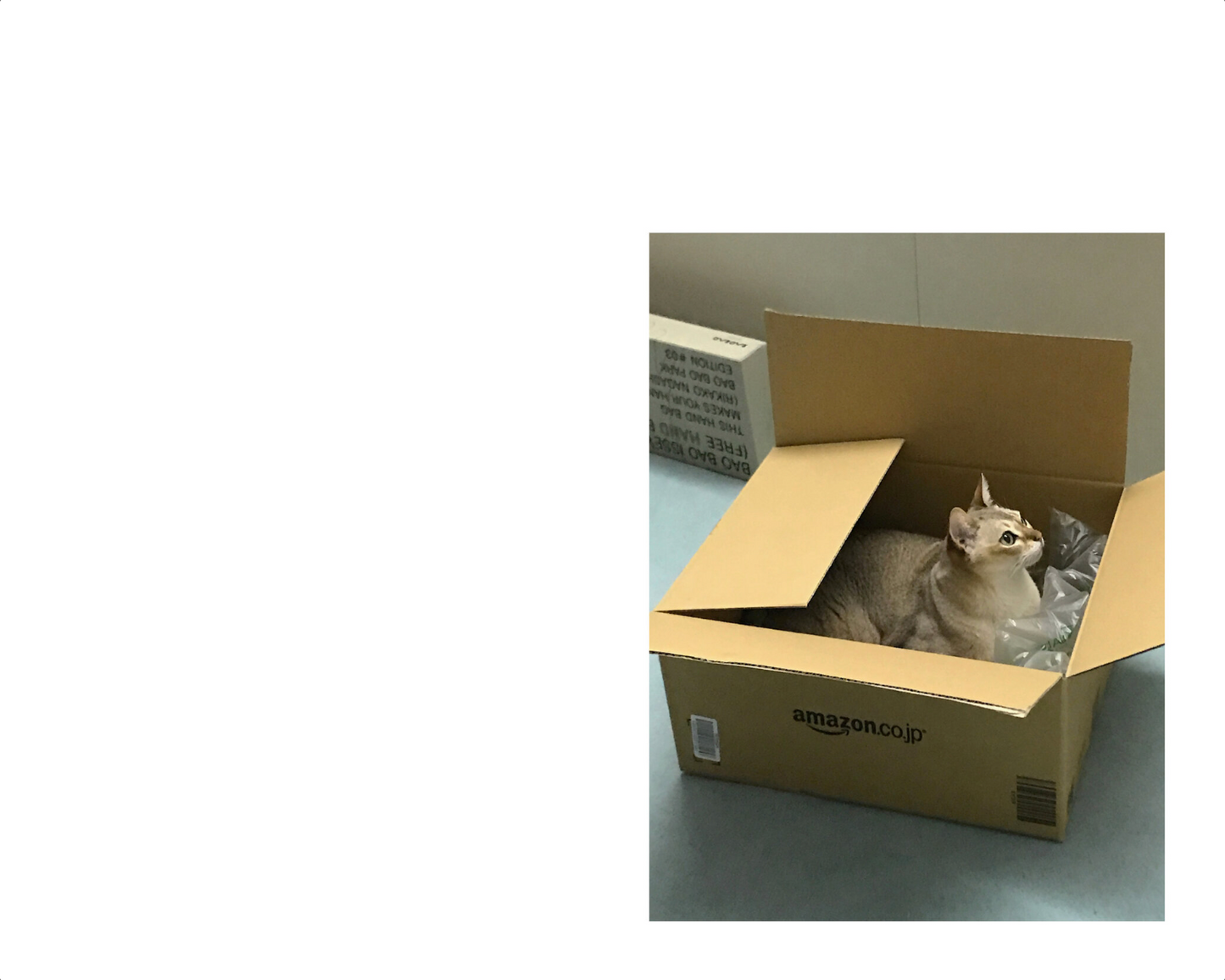 This Is Not My Cat
