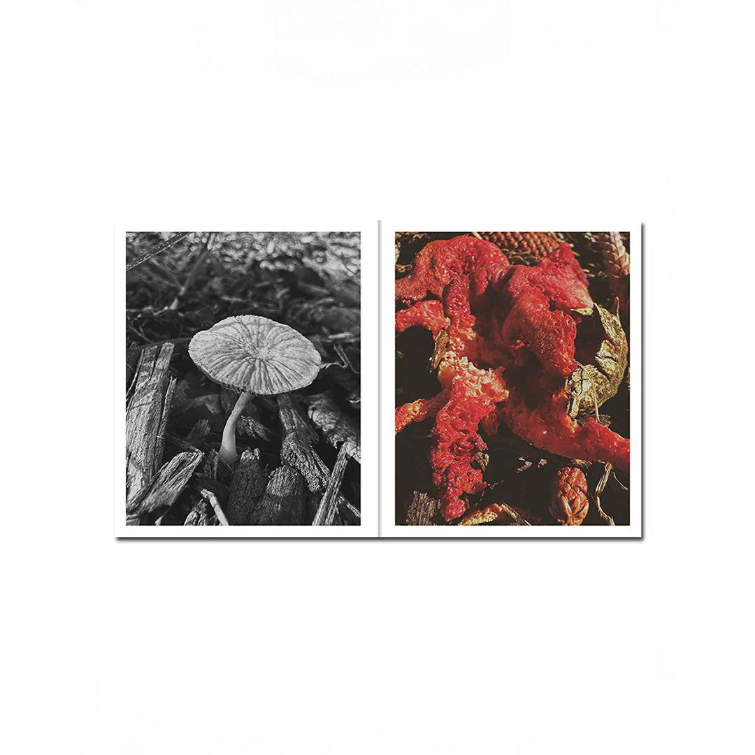 Fruiting Bodies