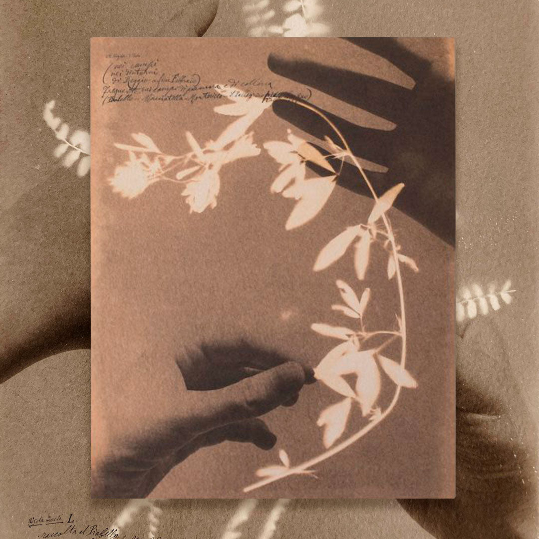 Herbarium