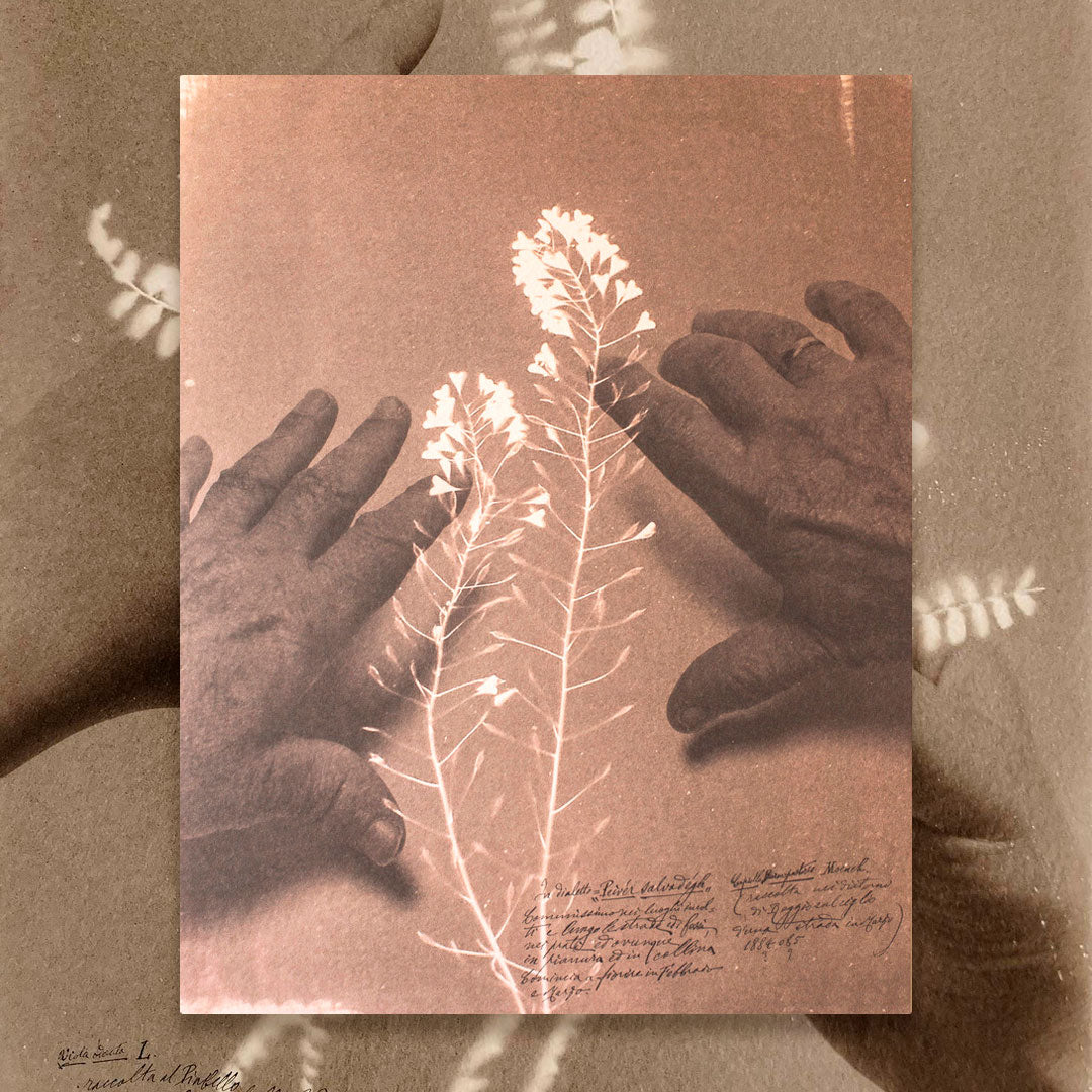 Herbarium