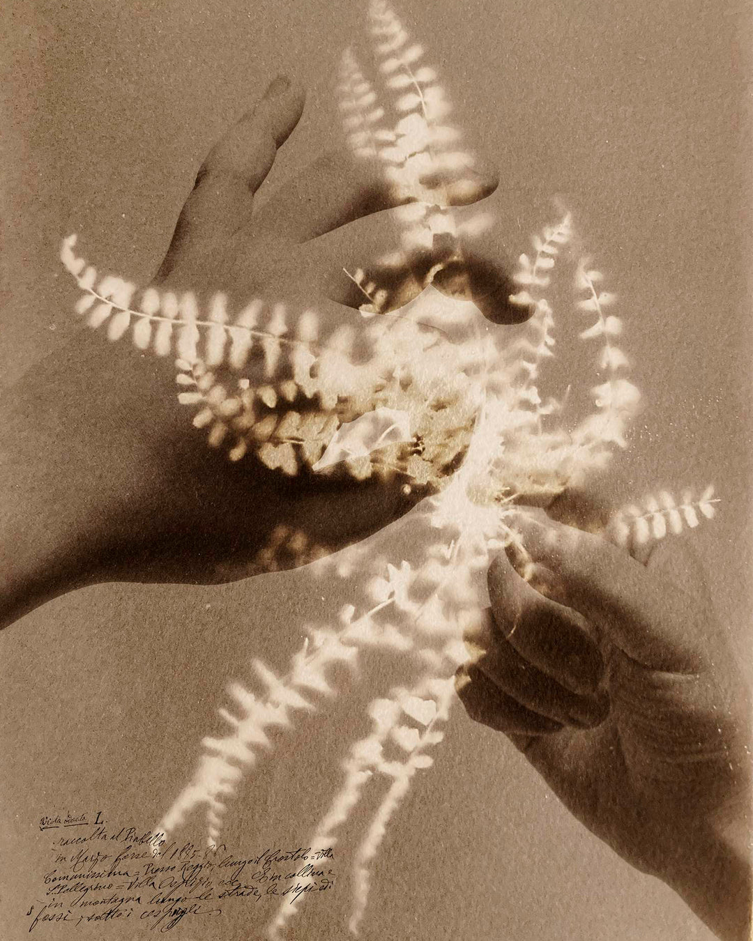 Herbarium
