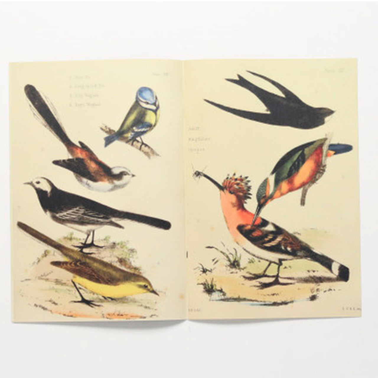 Popular british ornithology