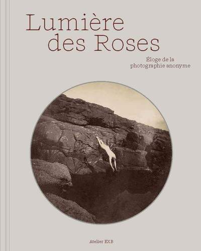 Lumière des roses