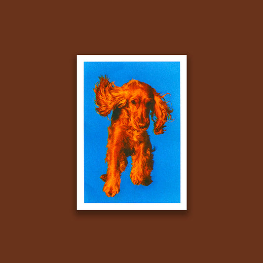 Dogo A (A5)