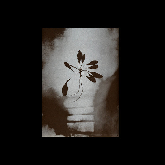 L’Herbe aux yeux bleus