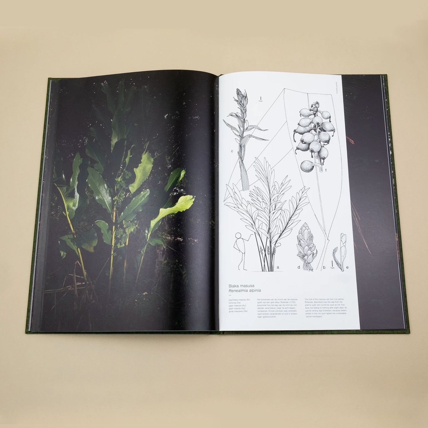 Fourteen Leaves and a Cup of Water