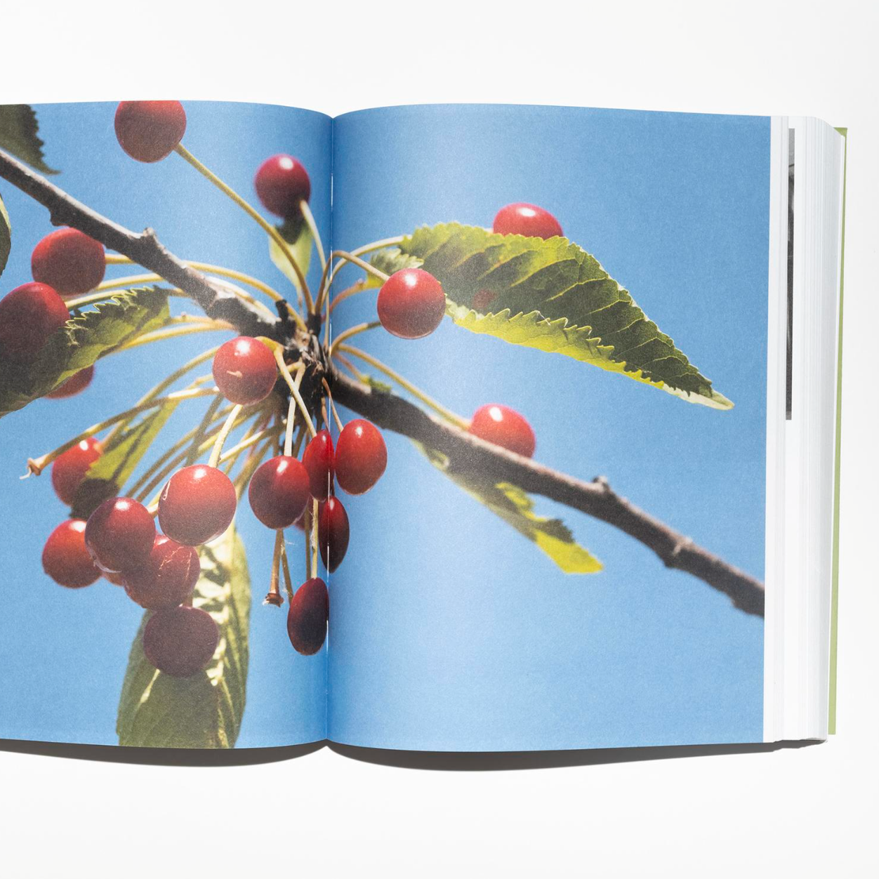 Aleix Pladeimunt: Sit, site, chair, cherry.