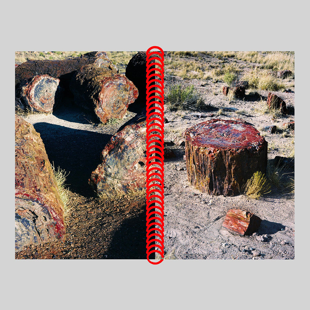 DESERT GRILL DOLLAR TREE FOSSILS TRAP