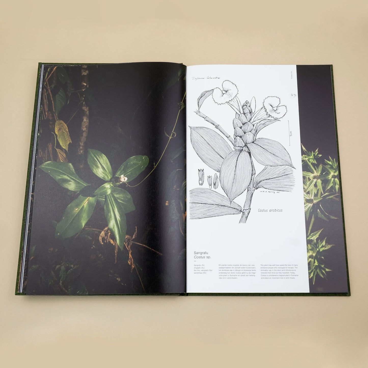 Fourteen Leaves and a Cup of Water