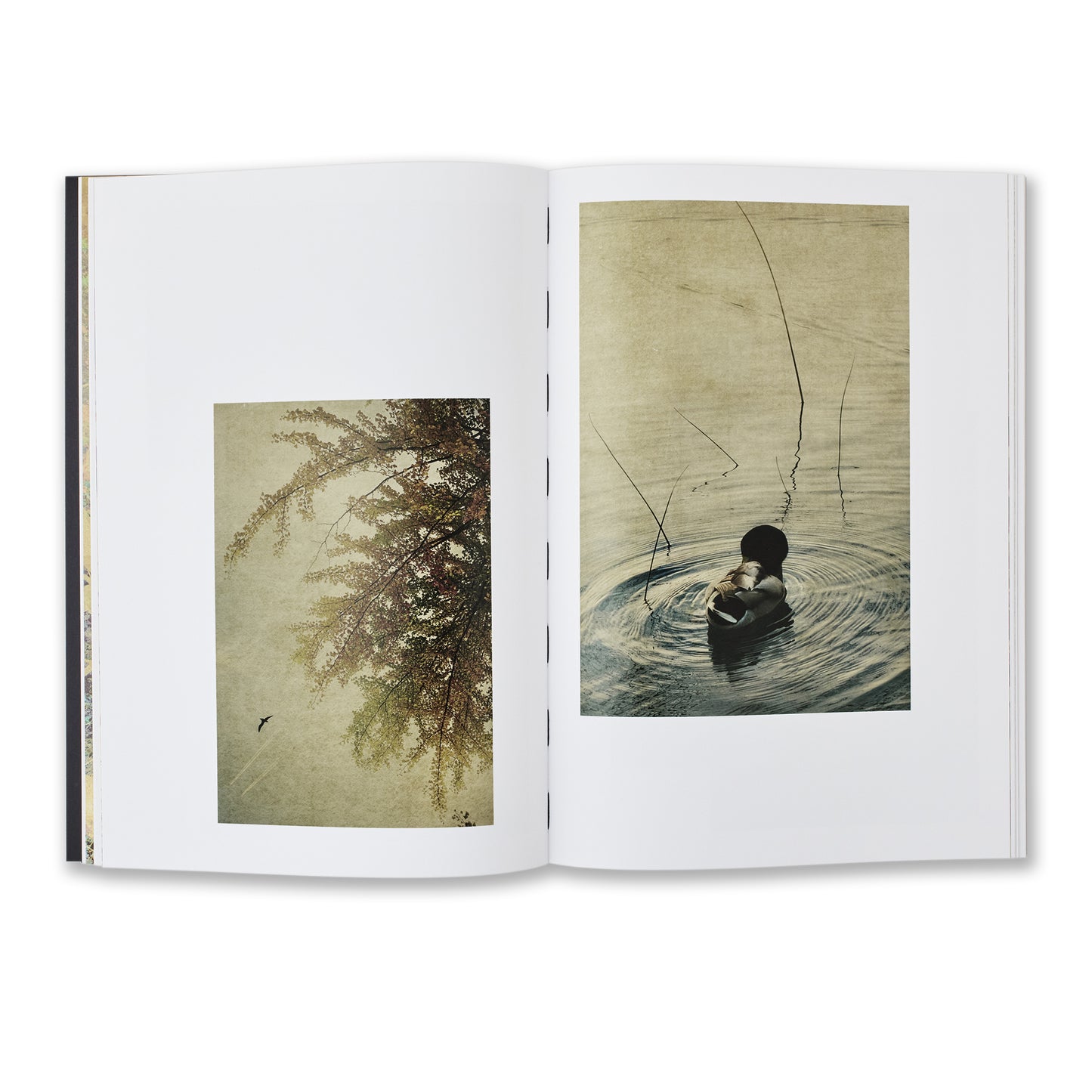 Albarran Cabrera FenEtres sur l'Insolite