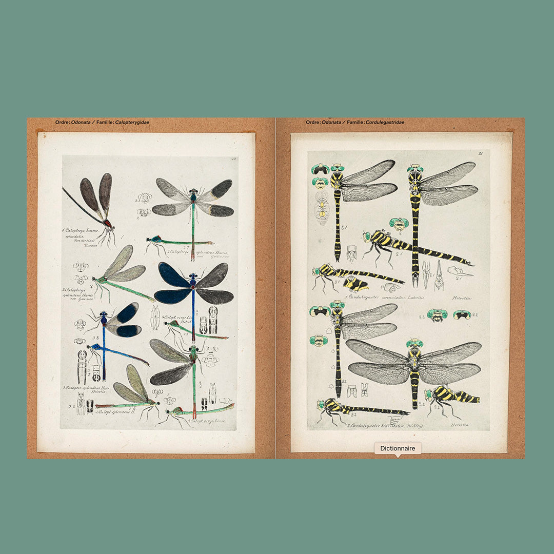 Feuilles volantes : L'Oeuvre inachevée de Heinrich Buchecker