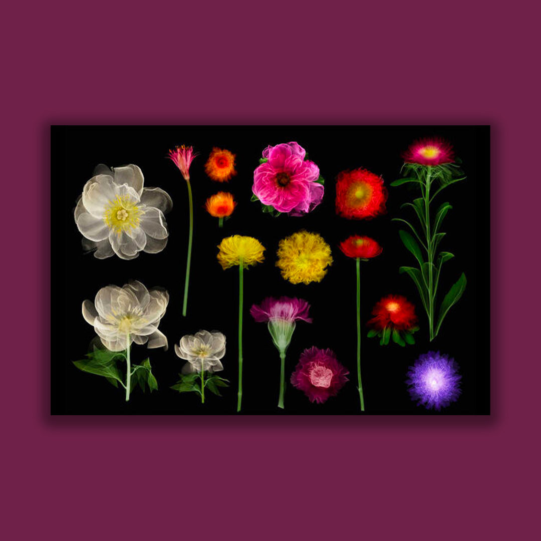 Encyclopedia of Flowers VI – librairie sans titre
