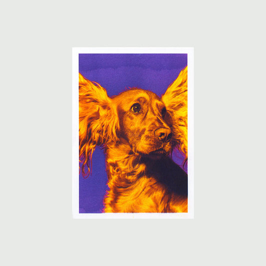 Dogo C (A4)