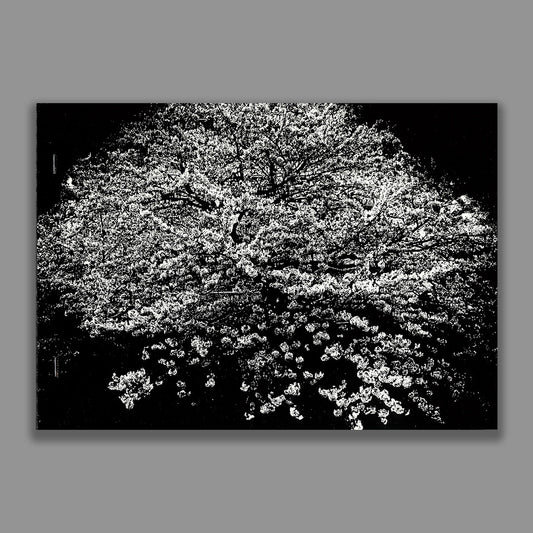 Flowers (signé)