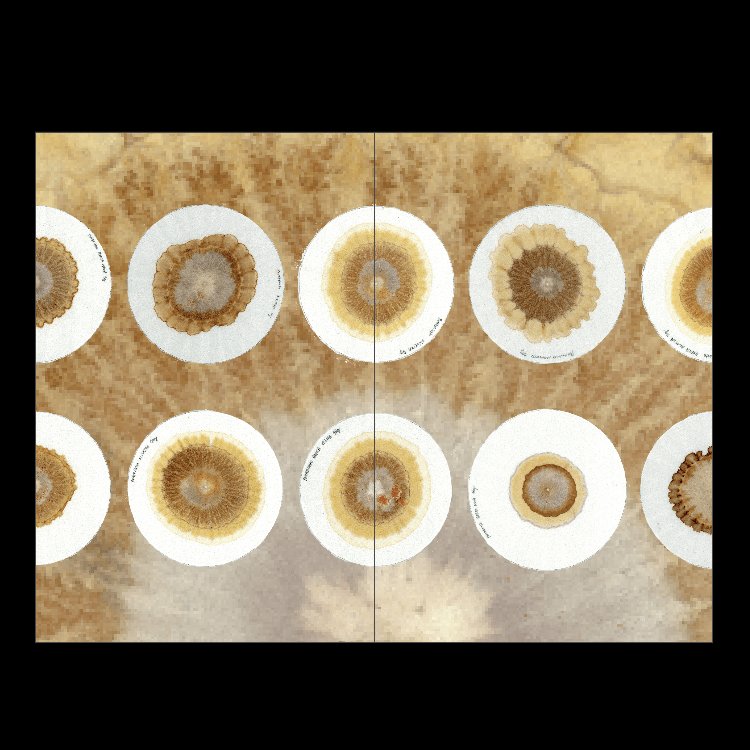 Strata : Ethnographies Indociles de Mondes Troublés