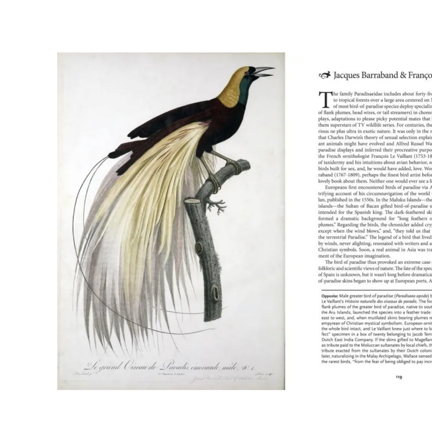 The Art of Biodiversity
